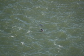 Missing Picture
